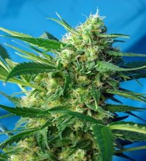 Auto Ice Cool by Sweet Seeds