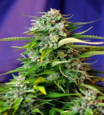 Auto Jack 47 by Sweet Seeds