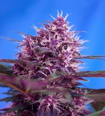 Auto Red Poison by Sweet Seeds