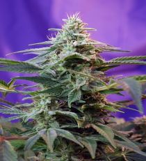 Auto Sweet Special by Sweet Seeds