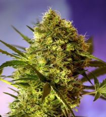 Big Devil #2 Auto by Sweet Seeds