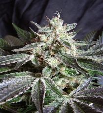 Black Jack by Sweet Seeds