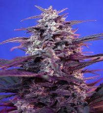 Bloody Skunk Auto by Sweet Seeds