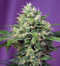 Blow Mind Auto by Sweet Seeds
