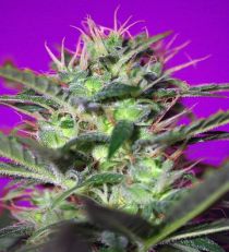 Botafumeiros by Sweet Seeds