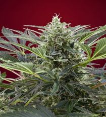 Cream 47 by Sweet Seeds