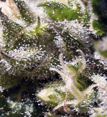Cream Caramel Auto by Sweet Seeds