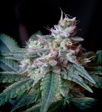 Cream Caramel Fast V by Sweet Seeds
