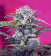 Cream Mandarine Auto by Sweet Seeds