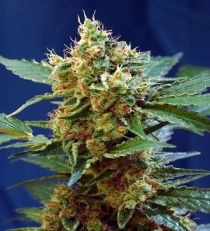 Cream Mandarine XL Auto by Sweet Seeds