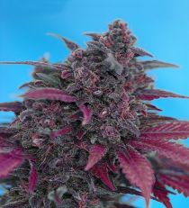 Dark Devil Auto by Sweet Seeds