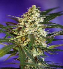 Fast Bud #2 Auto by Sweet Seeds