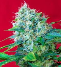 Green Poison by Sweet Seeds