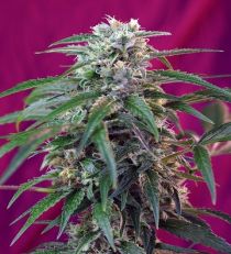 Green Poison Automatic