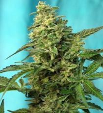 Green Poison Fast V by Sweet Seeds