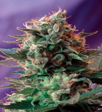 Jack 47 by Sweet Seeds