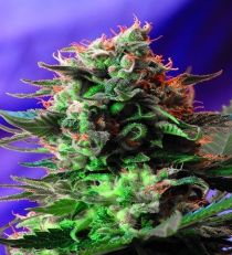 Jack 47 Fast V by Sweet Seeds