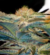 Moham Ram by Sweet Seeds