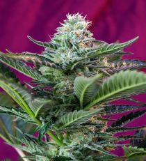 Moham Ram Auto by Sweet Seeds