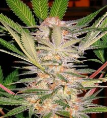 S.A.D. by Sweet Seeds