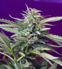 S.A.D. Auto by Sweet Seeds
