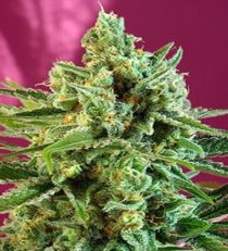 S.A.D. CBD by Sweet Seeds