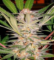 S.A.D. Fast V bySweet Seeds