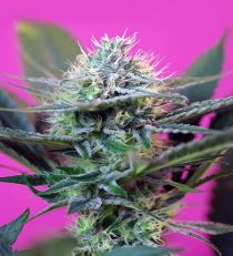 Speed Auto by Sweet Seeds