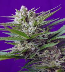 Speed Devil #2 Auto by Sweet Seeds