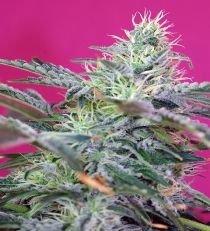 Sweet Cheese Auto by Sweet Seeds