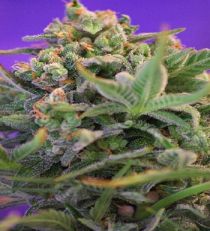 Sweet Cheese Fast V by Sweet Seeds