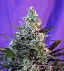 Sweet Skunk Auto by Sweet Seeds