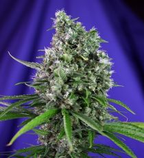 Sweet Trainwreck Auto by Sweet Seeds