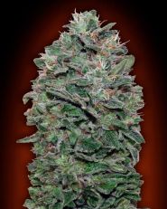 Sweet Somango Feminized by OO Seeds