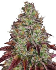Tezla OG by Sensi Seeds