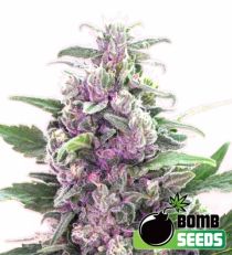 THC Bomb Feminized Marijuana Seeds