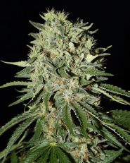 The Doctor Feminized by Green House Seeds