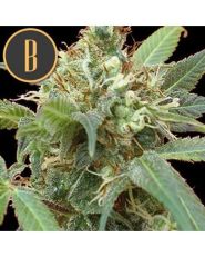 Tijuana Strain by Blimburn
