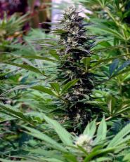 TNR Feminized by KC Brains