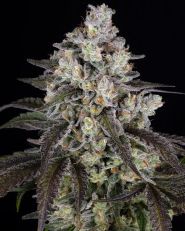Trainwreck Feminized by Barney's Farm