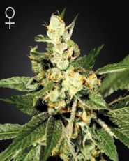 Trainwreck Feminized by Green House Seeds