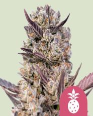Tropicana Cookies Purple Feminized by Royal Queen Seeds