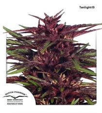 Twilight by DP Seeds