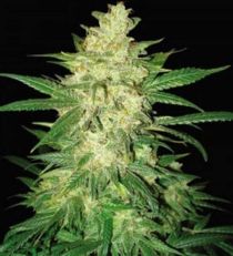 Coffee Ryder by W.O.S. Seeds
