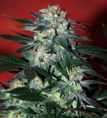 Delirium by W.O.S. Seeds