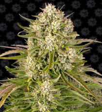 Wedding Cake Auto - Barney's Farm