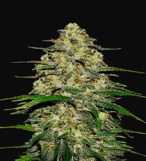 Wedding Cheesecake by Fast Buds Seeds