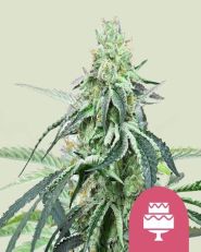 Wedding Gelato Feminized by Royal Queen Seeds
