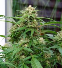 White Rhino Feminized - Nirvana