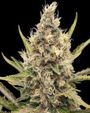 White Critical Feminized by G13 Labs